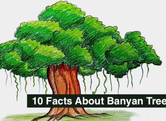 10 Facts About Banyan Tree Every Indian Should Know | Scientific Name