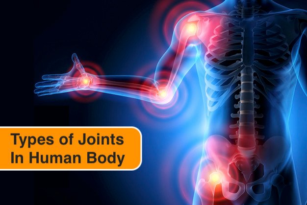 How many Joints are in Human Body ?