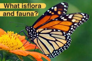 What is Flora and Fauna? [ Examples ] – Winspire Magazine